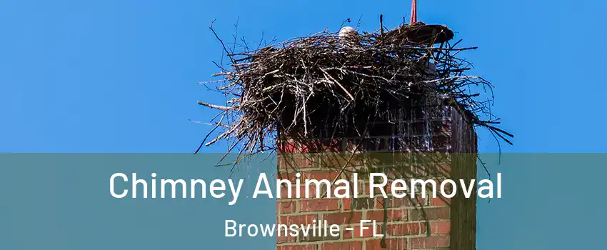 Chimney Animal Removal Brownsville - FL