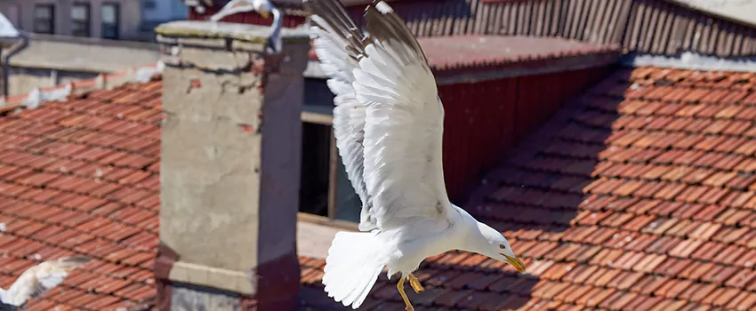Residential Chimney Animal Removal Solution in Brownsville, FL