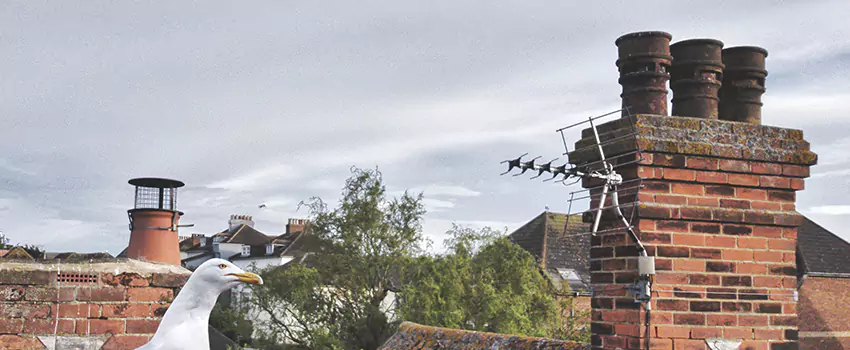Chimney Cleaning And Restoration in Brownsville, Florida